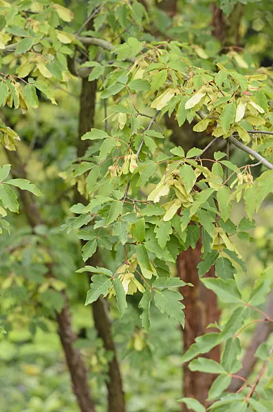 535098 - Paperbark maple (Acer griseum)