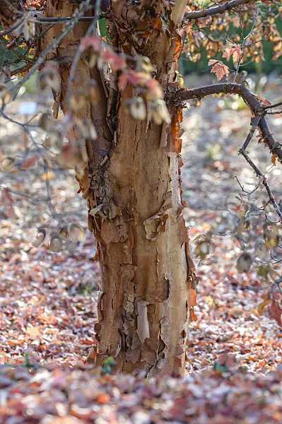 593010 - Paperbark maple (Acer griseum)