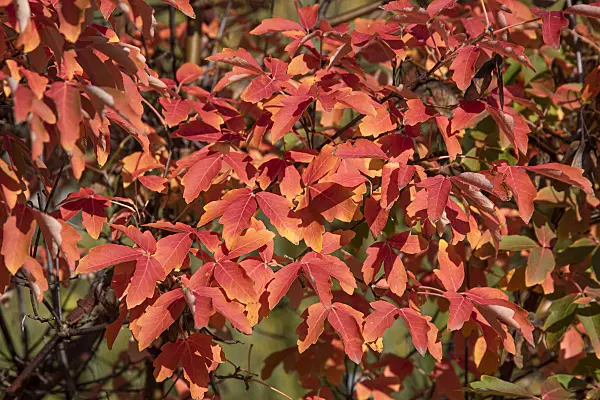 616140 - Paperbark maple (Acer griseum)