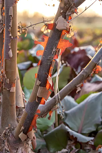 616141 - Paperbark maple (Acer griseum)