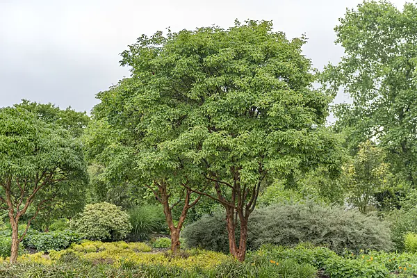 625107 - Paperbark maple (Acer griseum)
