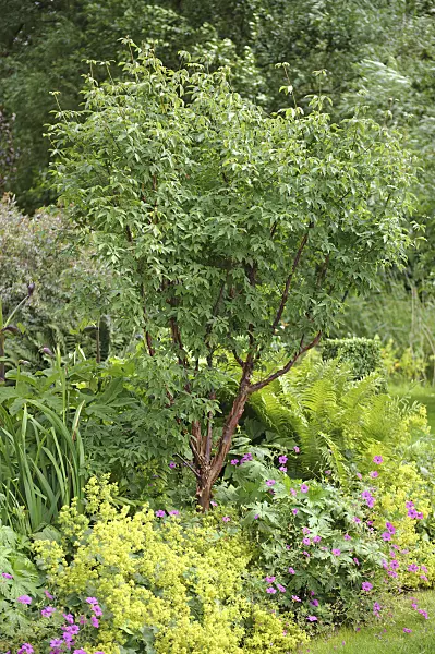 535246 - Paperbark maple (Acer griseum), lady's mantles (Alchemilla) and cranesbills (Geranium)
