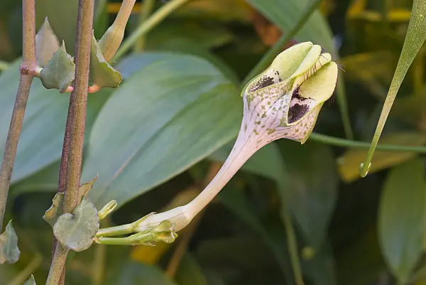 573055 - Parachute plant (Ceropegia sandersonii)