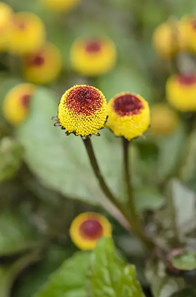534375 - Paracress (Acmella oleracea)