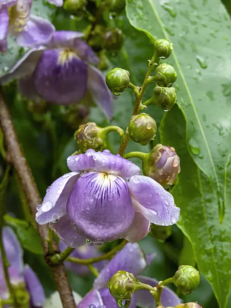 434057 - Paradiesnuss (Lecythis apiculata)