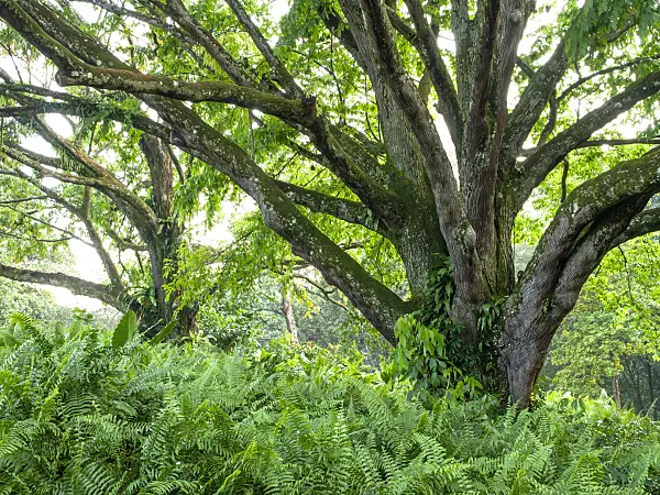434295 - Paradiesnuss (Lecythis apiculata)