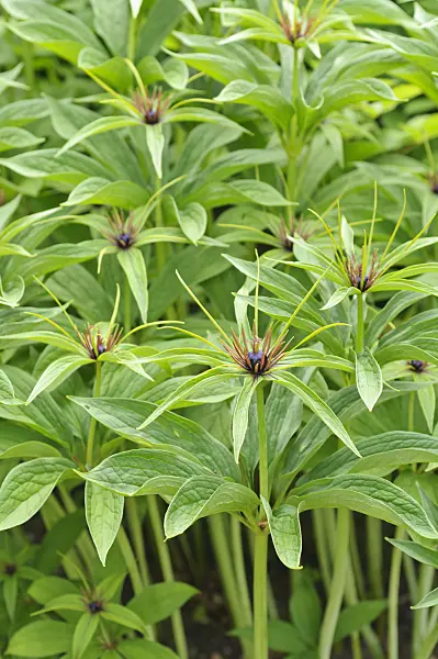 485083 - Paris polyphylla