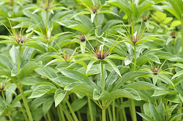 485084 - Paris polyphylla
