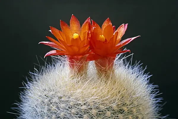 376001 - Parodia haselbergii