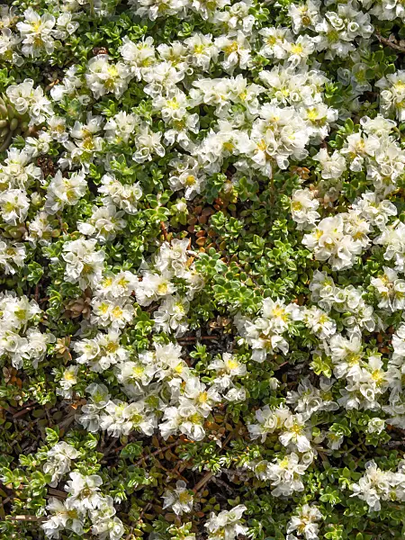438203 - Paronychia kapela subsp. serpyllifolia
