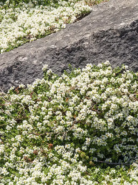 438204 - Paronyque de Kapel (Paronychia kapela subsp. serpyllifolia)