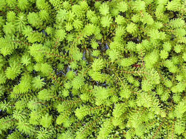 428323 - Parrot feather (Myriophyllum aquaticum)