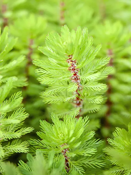 428324 - Parrot feather (Myriophyllum aquaticum)