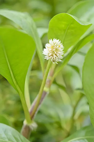 536059 - Parrot leaf (Alternanthera aquatica)