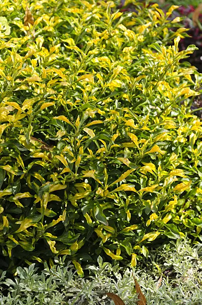 488101 - Parrot leaf (Alternanthera bettzickiana 'Green Yellow')