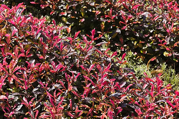 488099 - Parrot leaf (Alternanthera bettzickiana 'Red Green Yellow')
