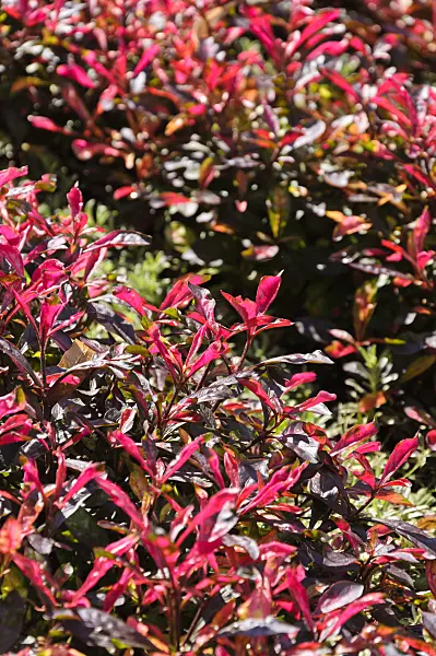 488100 - Parrot leaf (Alternanthera bettzickiana 'Red Green Yellow')