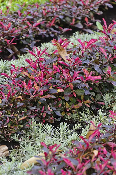 488102 - Parrot leaf (Alternanthera bettzickiana 'Red Green Yellow')