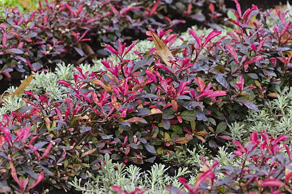 488103 - Parrot leaf (Alternanthera bettzickiana 'Red Green Yellow')