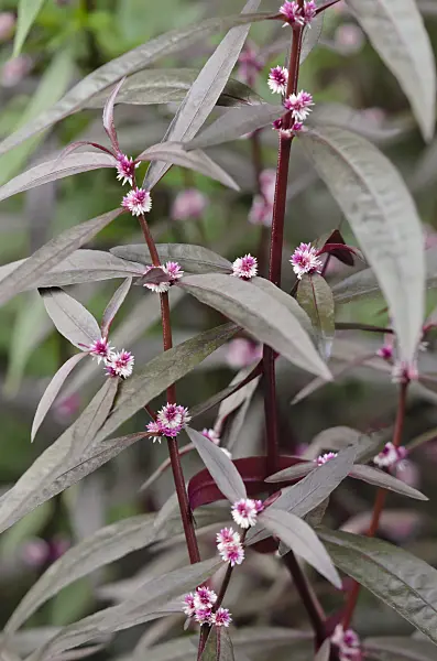 537020 - Parrot leaf (Alternanthera sessilis)