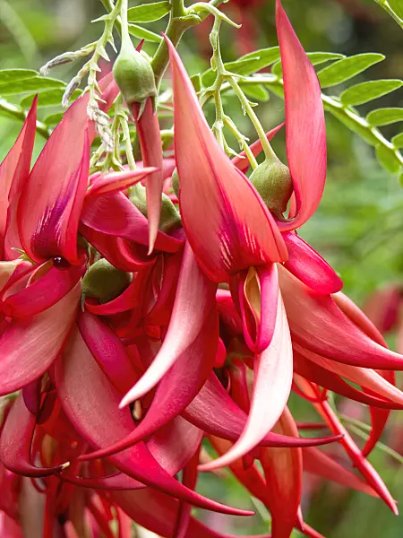 436119 - Parrot's bill (Clianthus puniceus)