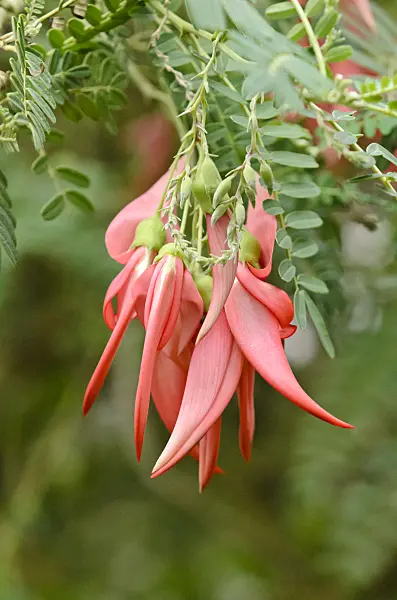 553093 - Parrot's bill (Clianthus puniceus)