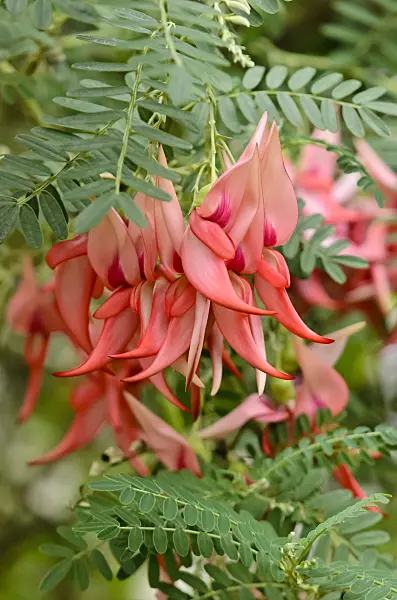 553094 - Parrot's bill (Clianthus puniceus)