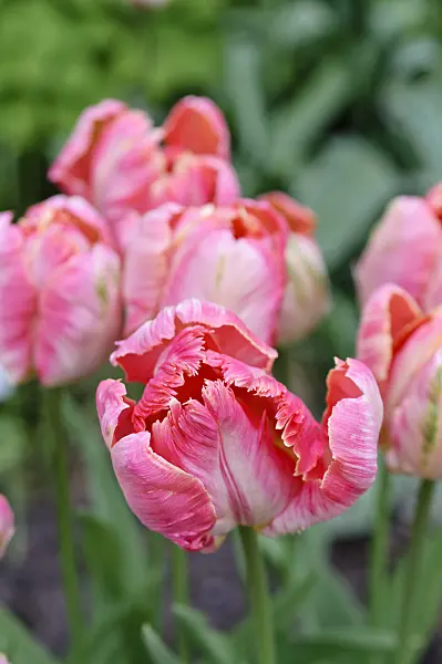 484019 - Parrot tulip (Tulipa Apricot Parrot)