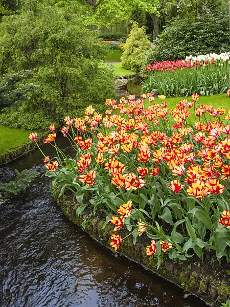 401060 - Parrot tulip (Tulipa Flaming Parrot)