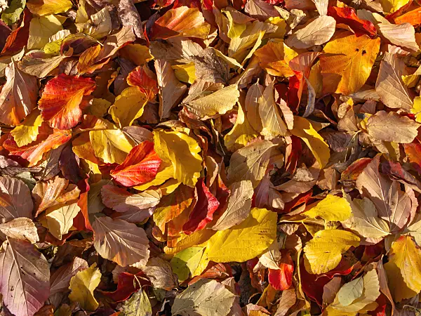 431003 - Parrotie de Perse (Parrotia persica)