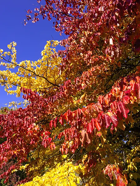 465143 - Parrotie de Perse (Parrotia persica)
