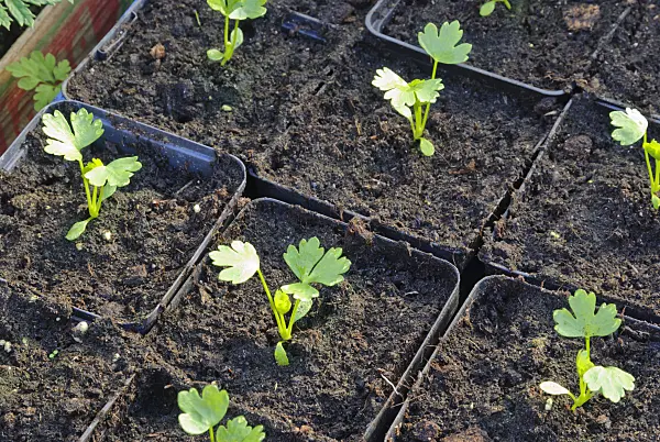 479077 - Parsley (Petroselinum crispum)