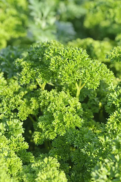487272 - Parsley (Petroselinum crispum)