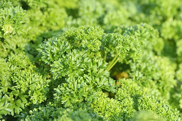 487274 - Parsley (Petroselinum crispum)