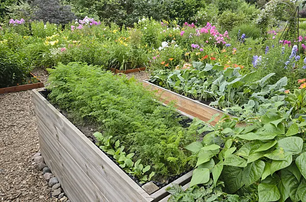 546048 - Parsley (Petroselinum crispum), green beans (Phaseolus vulgaris var. nanus) and kohlrabi (Brassica oleracea var. gongyloides) in raised beds