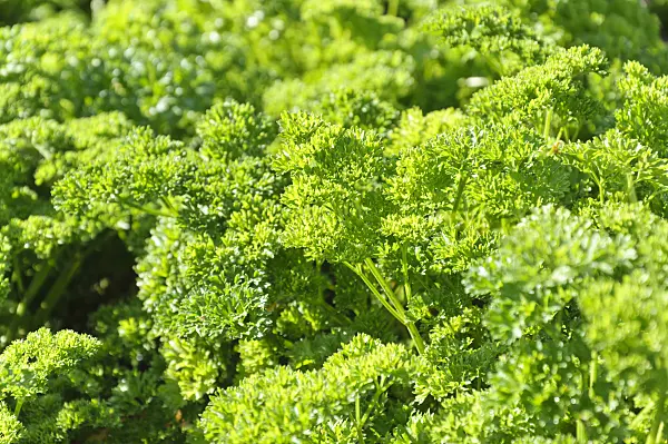 487281 - Parsley (Petroselinum crispum 'Grüne Perle')