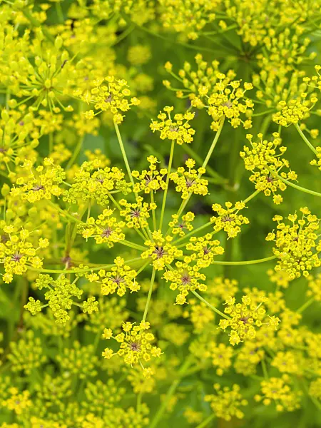 426188 - Parsnip (Pastinaca sativa)