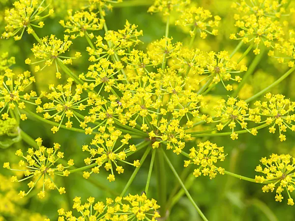 426189 - Parsnip (Pastinaca sativa)