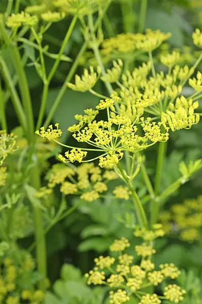 473230 - Parsnip (Pastinaca sativa)
