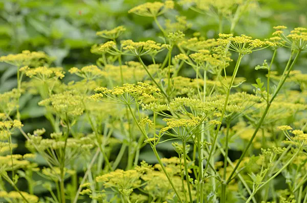 521529 - Parsnip (Pastinaca sativa)
