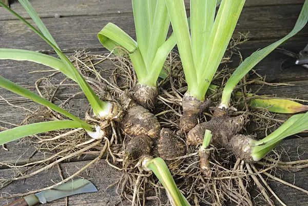 475286 - Partager un iris (3) : Rhizomes avant division