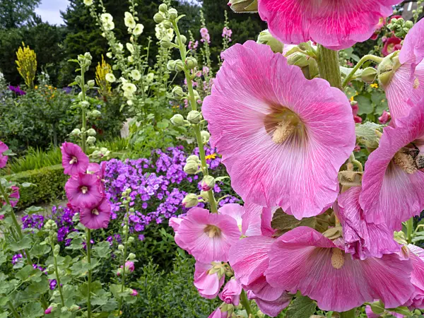 462169 - Passerose (Alcea rosea)
