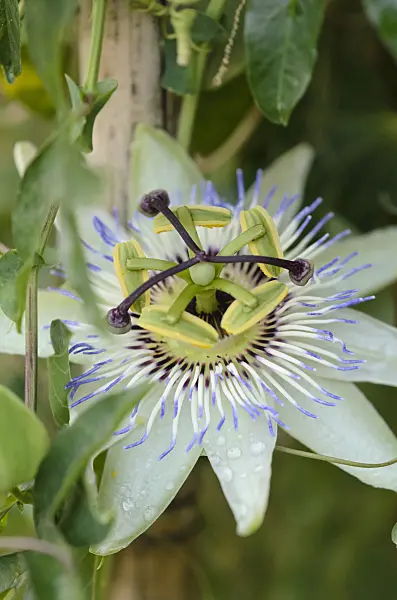 548007 - Passiflore (Passiflora)