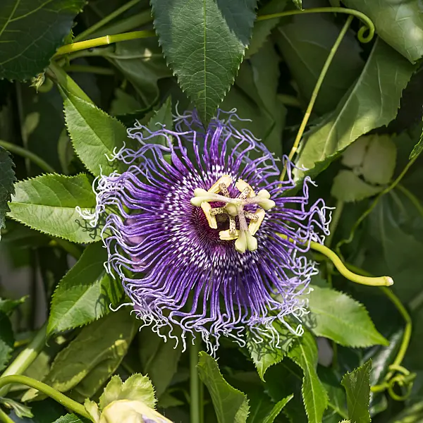 675265 - Passiflore (Passiflora Byron Beauty)