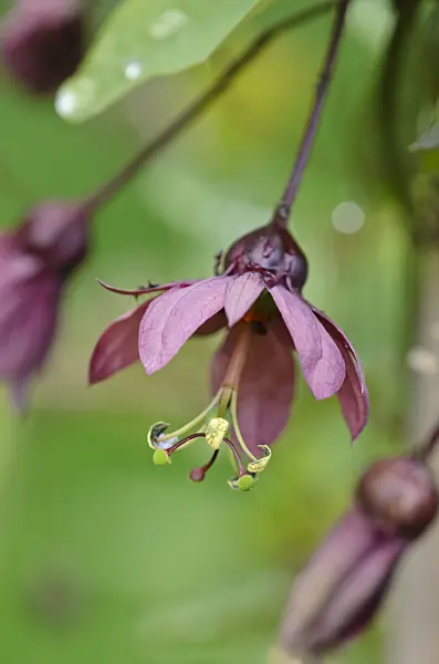 548019 - Passiflore (Passiflora Flying V)