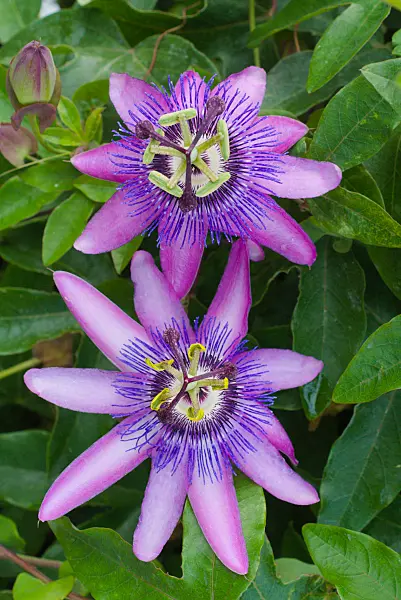 672005 - Passiflore (Passiflora loefgrenii)