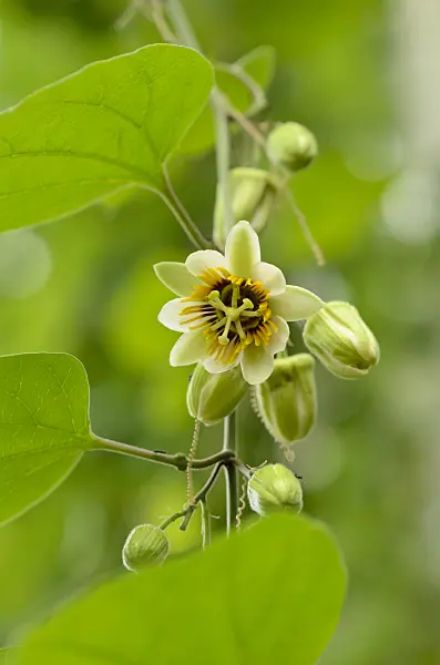 548013 - Passion flower (Passiflora)