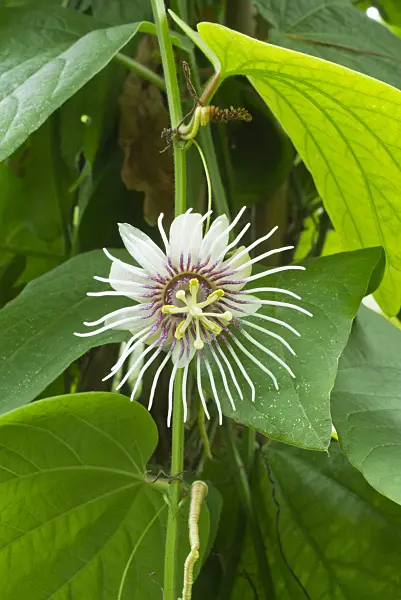 548115 - Passion flower (Passiflora)