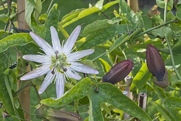 573022 - Passion flower (Passiflora)