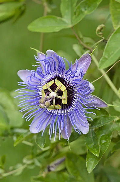 547318 - Passion flower (Passiflora Amethyst)